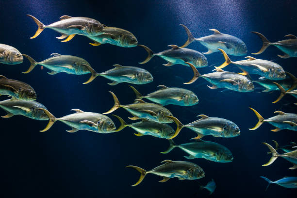 istock School of Crevalle Jack Fish 1142904316
