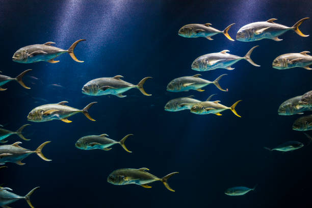 istock School of Crevalle Jack Fish 1142904320