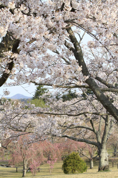 istock cherry blossoms, Shizuoka, Japan 1142904395