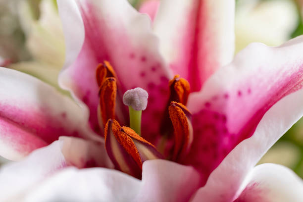 fermez la vue latérale d’un lys de stargazer. - lily pink stargazer lily flower photos et images de collection