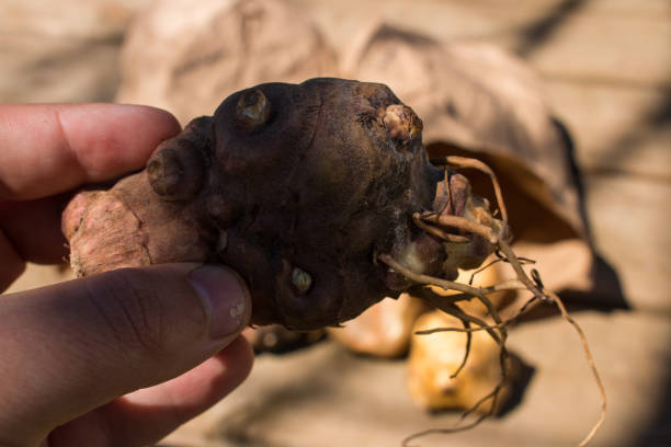 istock Freshly dug Jerusalem artichoke 1142904781