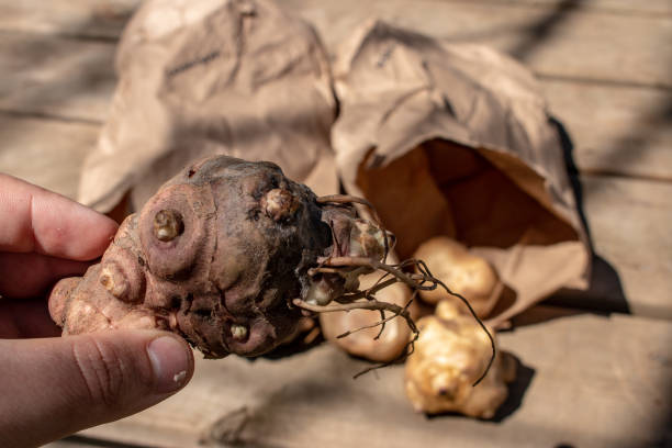 istock Freshly dug Jerusalem artichoke 1142904791