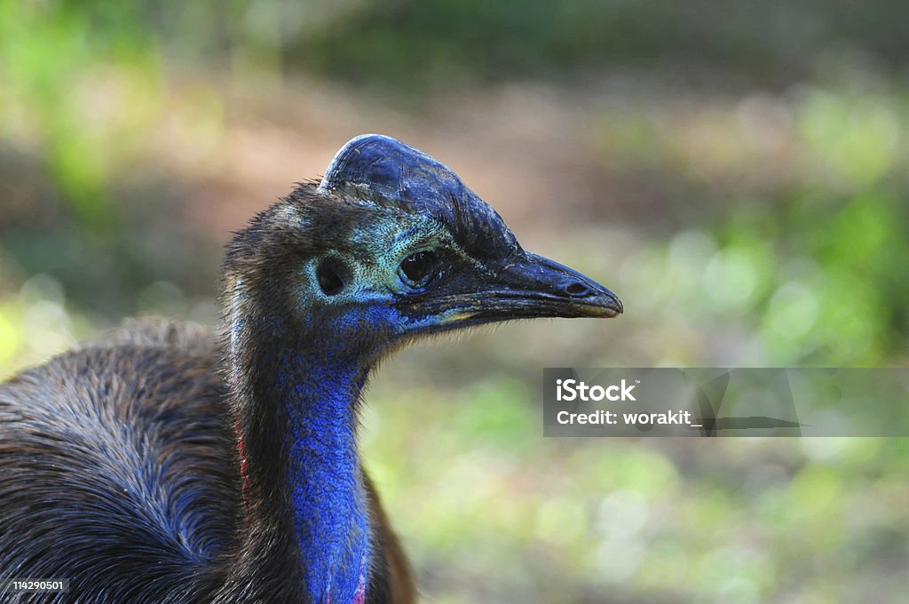 Casuario pájaro - Foto de stock de Casuario libre de derechos