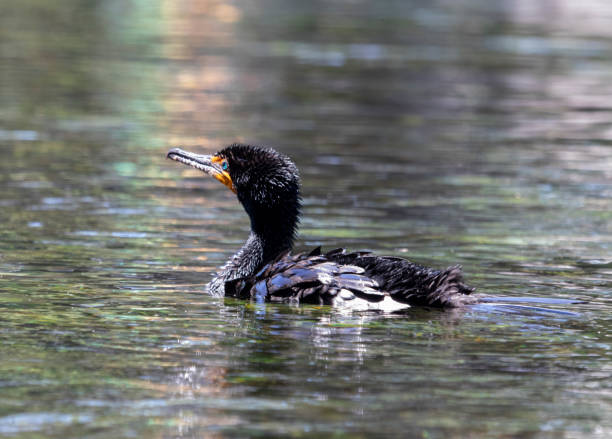istock Cormorants have long curved bills 1142907830