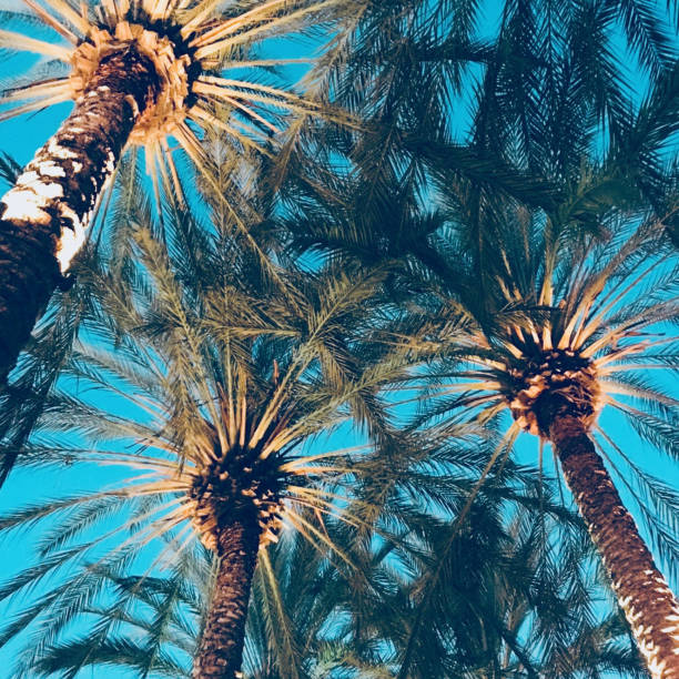 California Palm Trees A view from below in daylight of three palm trees against the sky in Anaheim, California anaheim california stock pictures, royalty-free photos & images