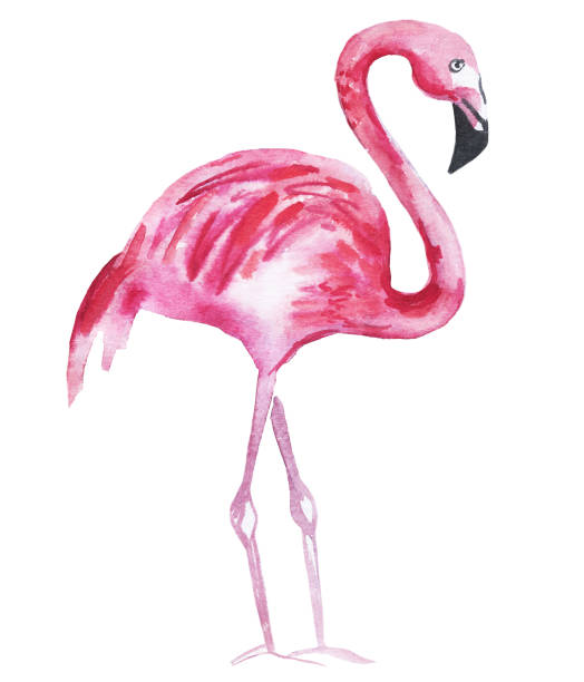 istock Pink flamingo isolated on a white background. Watercolor illustration. 1142911896