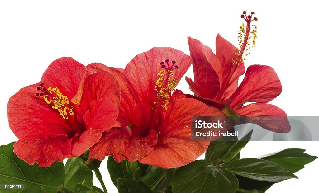 hibiscus vermelho isolado no fundo branco - Foto de stock de Amarelo royalty-free