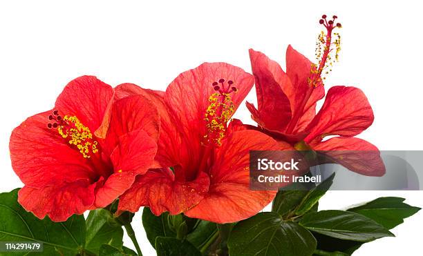 Foto de Hibiscus Vermelho Isolado No Fundo Branco e mais fotos de stock de Amarelo - Amarelo, Arbusto, Beleza natural - Natureza