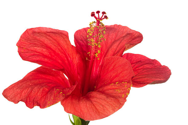 istock red hibiscus isolated on the white background 114291488