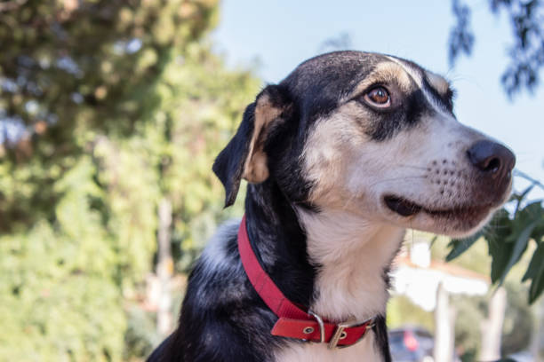 istock cute black and white dog looking somewhere 1142917168