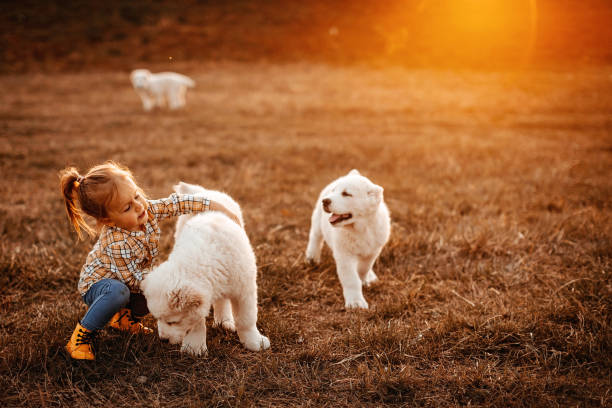 istock Our white and cute dog 1142920236