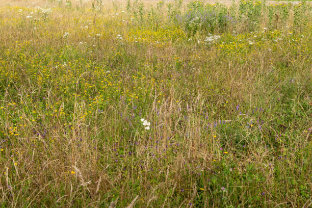 istock Summer Meadow with Wild Flowers 1142921257