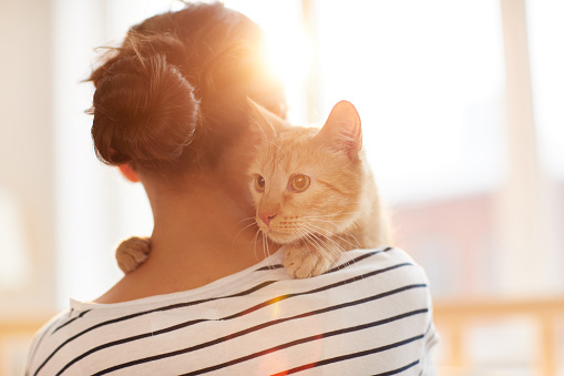 El propietario abrazador Ginger CAT photo