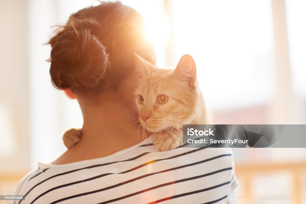 Ginger Cat Embracing Owner Back view portrait of unrecognizable young woman holding gorgeous ginger cat on shoulder, copy space Domestic Cat Stock Photo