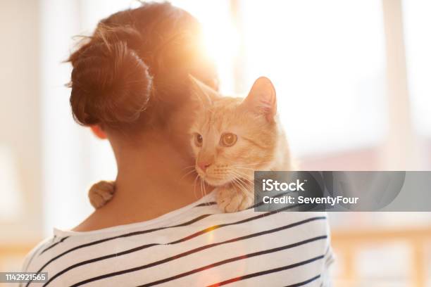 Ginger Cat Embracing Owner Stock Photo - Download Image Now - Domestic Cat, Pet Owner, Owner