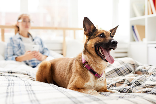 Portrait of happy dog lying in bed watching TV with owner in background, copy space