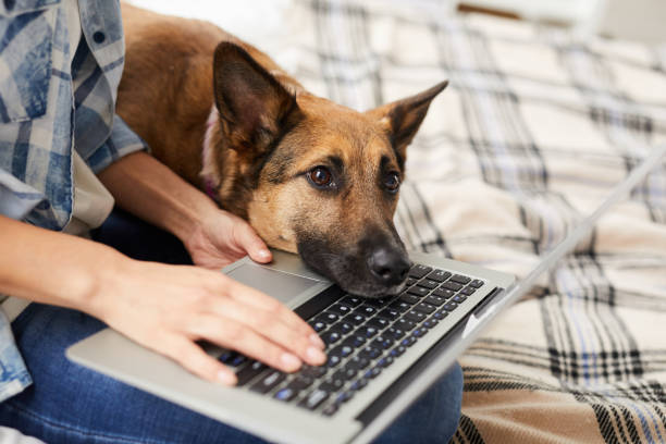 Bored Dog Waiting for Owner Portrait of longing dog asking for attention lying head on laptop, copy space sheltering photos stock pictures, royalty-free photos & images