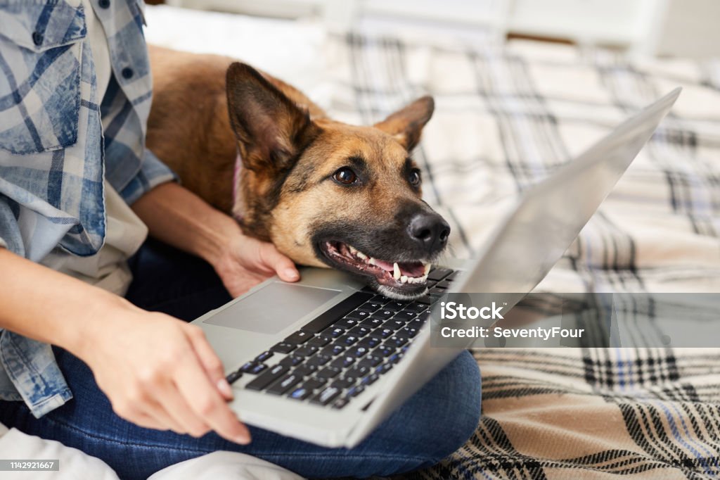 Dog Looking at Laptop Screen Portrait of excited dog looking at laptop screen while online shopping in pet store with owner, copy space Dog Stock Photo