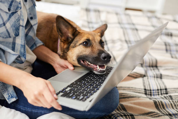 dog looking at laptop screen - hardware store fotos imagens e fotografias de stock