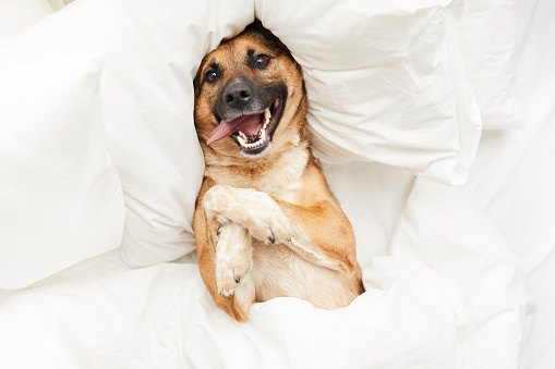 Top view portrait of funny dog lying on pillow in bed wrapped in fluffy white blanket, copy space