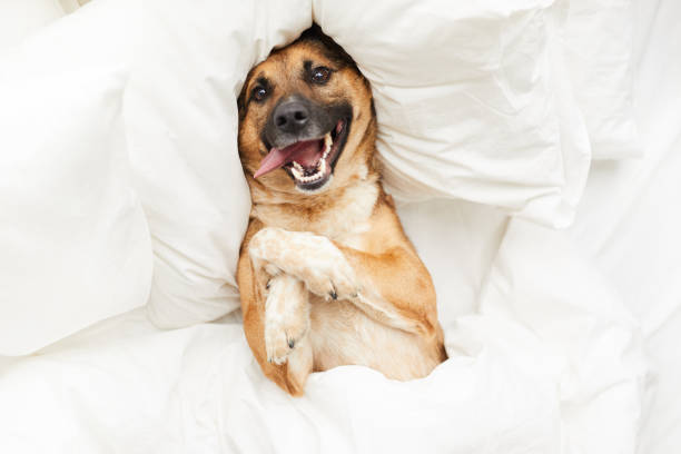 Happy Dog Lying in Comfortable Bed Top view portrait of funny dog lying on pillow in bed wrapped in fluffy white blanket, copy space stray animal photos stock pictures, royalty-free photos & images