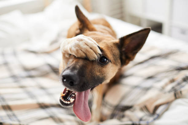 cane imbalsatato a letto - blush foto e immagini stock