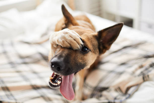 Embarassed Dog on Bed Portrait of embarrassed dog hiding face with paw and looking at camera, copy space tongue photos stock pictures, royalty-free photos & images