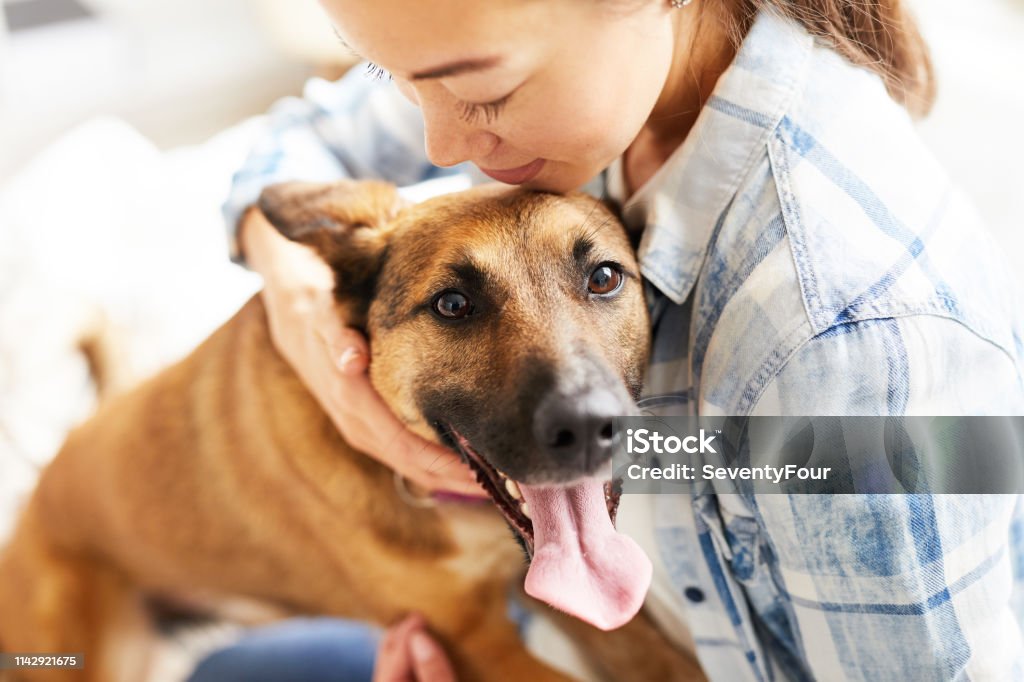 Young Woman Embracing Dog Close up portrait of smiling Asian woman hugging dog sitting on bed in warm sunlight, copy space Dog Stock Photo