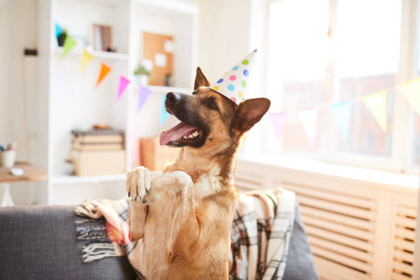 istock Hppy Dog Dancing 1142921684