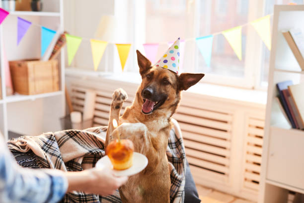 istock Birthday Cake for Dog 1142921689