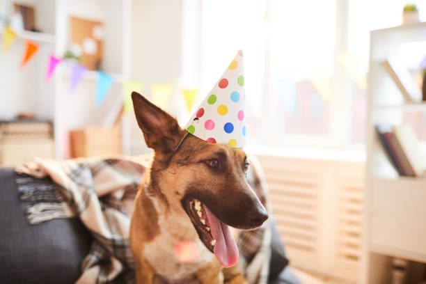 istock Dog Wearing Birthday Cap 1142921693