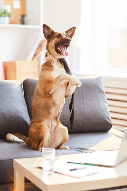 istock Business Dog 1142921698