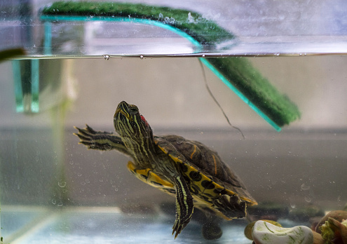 Sea, green turtle in a home aquarium