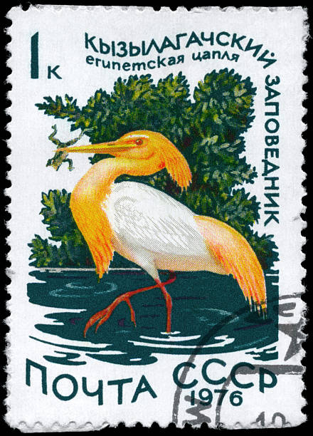 ardeola ralloides - bird egret wildlife animal - fotografias e filmes do acervo