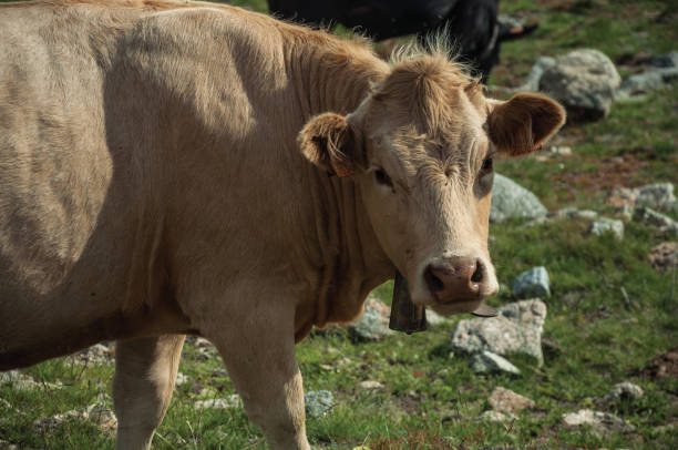 istock Cow grazing on poor pasture filled with stones 1142923161
