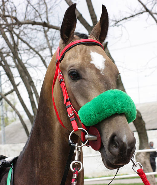 Detail of black horse nose, lips, mouth, wearing rope halter