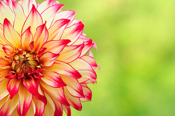 dalia rojo y amarillo - flower single flower defocused growth fotografías e imágenes de stock