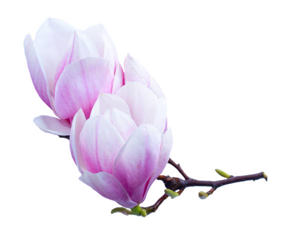istock Magnolia flowers flat lay scene 1142923862