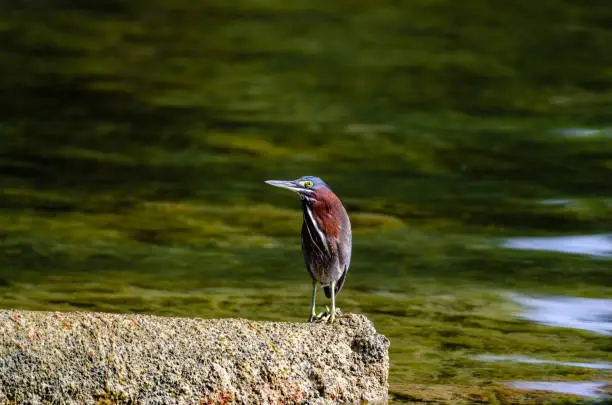 Photo of Many colours of a greenback heron