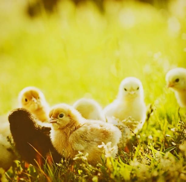 잔디에서 걷는 작은 닭 - newborn animal grass cute animal 뉴스 사진 이미지
