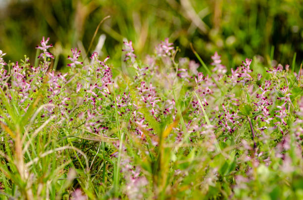 istock Field of wildflowers 1142925464