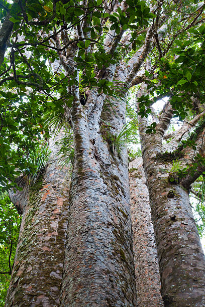 Waipoua Kauri Forest Four Sisters at Waipoua Kauri Forest on the North Island of New Zealand waipoua forest stock pictures, royalty-free photos & images