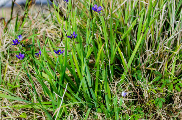 istock Wild Bermudiana flowers 1142926747