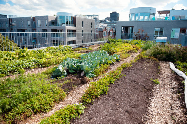 rooftop greenhouse garden Rooftop greenhouse garden in Montreal Quebec Canada community vegetable garden stock pictures, royalty-free photos & images