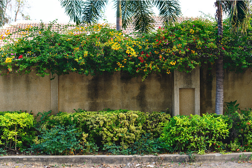 Yellow and orange bougainvillea flowers on the wall. Free copy space.