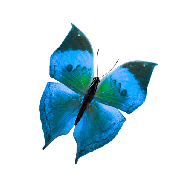 istock tropical blue butterfly. isolated on white background 1142928308