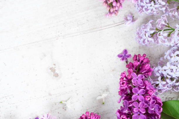 istock Fresh lilac flowers 1142929170