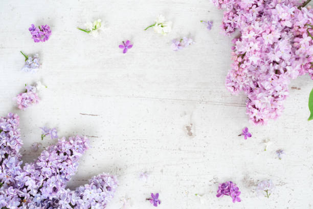 istock Fresh lilac flowers 1142929214
