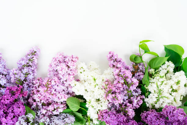 istock Fresh lilac flowers 1142929447
