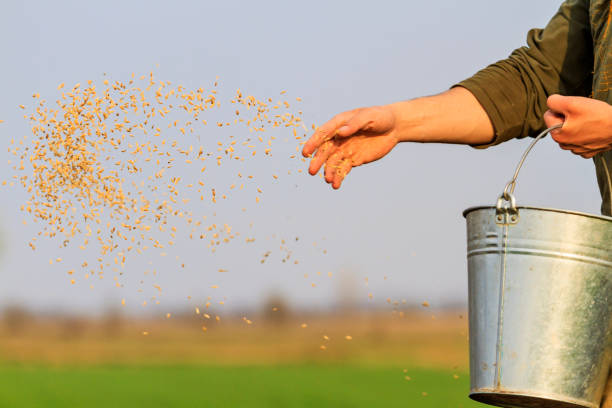 istock man sows grain throwing it on the ground 1142930782